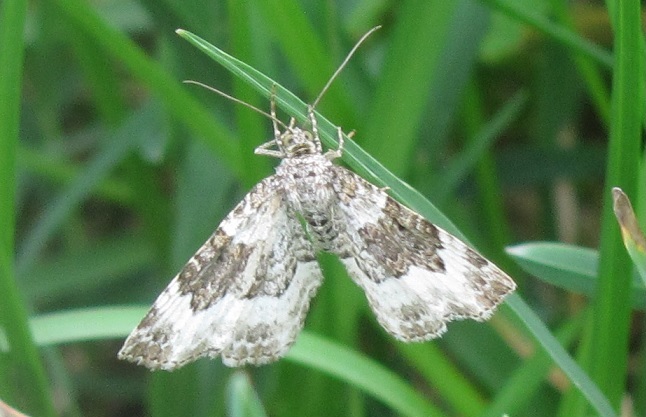 Geometridae da ID - Epirrhoe cfr. rivata